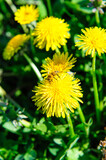 Fototapeta Dmuchawce - dandelion in the garden