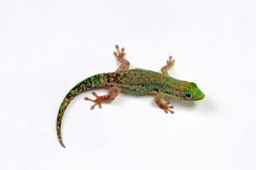 Wall Mural - Mauritius lowland forest day gecko // Mauritius - Taggecko (Phelsuma guimbeaui)