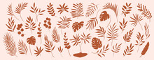 Set Of Hand Drawn Modern Tropical Exotic Terracotta Leaves And Branches Illustration