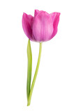Fototapeta Tulipany - Tulip isolated on white background
