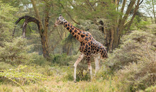 Wild Rothschild's Giraffe Beautiful Dark Male In Forested Natural Landscape