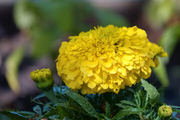 Naklejka na meble large yellow flowering plant