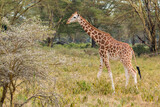 Fototapeta Sawanna - Wild Rothschild's giraffe in its beautiful forested natural landscape