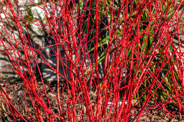 Wall Mural - cornus alba 'sibirica' shrub with crimson red stems in winter and red leaves in autumn commonly know