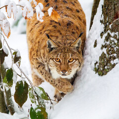 Poster - Eurasian lynx (Lynx lynx) in the snow in the animal enclosure in the Bavarian Forest National Park, Bavaria, Germany.