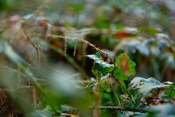 dew on the grass