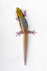 Sticker - Blauer Bambus-Taggecko // Klemmer's day gecko (Phelsuma klemmeri)