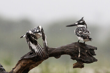 Sticker - Pied kingfisher (Ceryle rudis) couple sitting on a branch, one is flying away, in Zimanga game reserve in Kwa Zulu Natal in South Africa