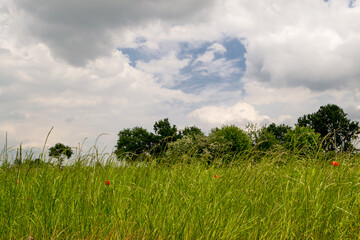 summer landscape with green grass and trees and blue sky with white clouds