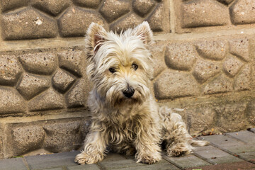 Portrait of a West Highland White Terrier