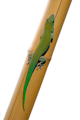 Wall Mural - Großer Taggecko // Madagascar Day Gecko (Phelsuma kochi)