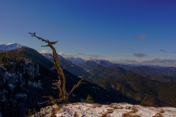 single gnarled tree trunk and view to other mountains