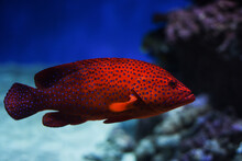 Close-up Of Fish Swimming In Aquarium