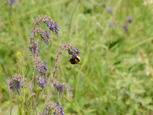 White-tailed Bumblebee Feeding On Nectar Of Blue Salvia Pendant Flowers Against Spring Meadow Background