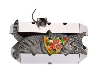 A gray cat with a slice of pizza is lying in a pizza box. White background. Isolated.