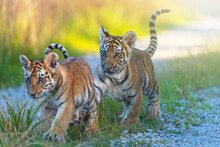 Pair Of Bengal Tiger Cubs On A Walk.  Horizontally. 
