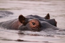 Close-up Of Hippo In Water