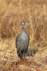 Wall Mural - The helmeted guineafowl (Numida meleagris) standing in the yellow grass