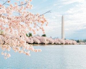 Cherry Blossoms in full bloom, Tidal Basin, Washington, DC