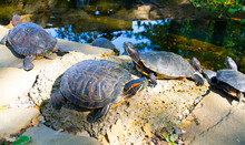 A Flock Of Red-eared Turtles Are Sunbathing On The Shore Of The Reservoir