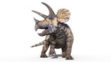 Fototapeta  - Triceratops, dinosaur reptile, prehistoric Jurassic animal roaring on white background, front view, 3D illustration