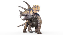Triceratops, Dinosaur Reptile, Prehistoric Jurassic Animal Roaring On White Background, Front View, 3D Illustration