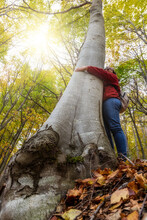 Mid Aged Woman Hugging A Big Beech Tree On The Forest In Autumn