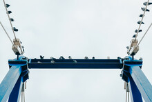 Group Of Pigeons Perched On A Blue Metal Structure Viewed From Below