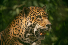 Leopard In A Game Reserve In Cost Rica, Central America
