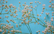 Small white gypsophila(baby's breath) flowers on a blue background. Beautiful spring floral frame. Romantic light natural arrangement. Flat lay,copy space