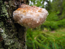 Several Dewdrops On A Tree Trunk