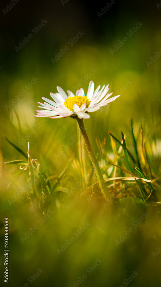 Daisy on a spring meadow - obrazy, fototapety, plakaty 