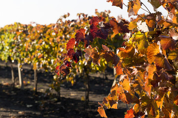 Wall Mural - Autumn grapes with red leaves, the vine at sunset is reddish yellow