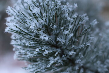  Snowflakes on the tips of the spruce needles