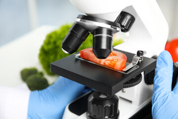Wall Mural - scientist inspecting slice of tomato with microscope in laboratory, closeup. poison detection