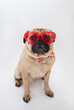 Cute sittin pug dog wearing red heart shaped glasses and a bow tie 