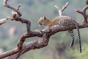 Leopard during hunting in Masai Mara, Kenya..