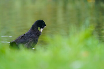 Wall Mural - A small black Eurasian Coot (Fulica atra) is standing on the fresh green grass in The Netherlands on a sunny late afternoon