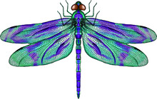 Purple And Blue Dragonfly With Delicate Wings Vector Illustration