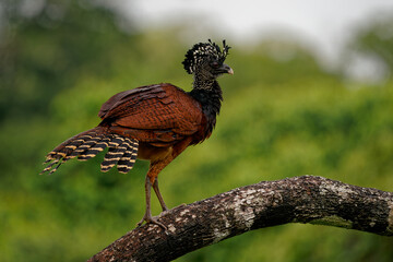 Wall Mural - Great Curassow - Crax rubra large, pheasant-like great bird from the Neotropical rainforests, from Mexico, through Central America to Colombia and Ecuador, brown bird in the rain with the crest