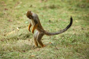 Wall Mural - Squirrel Monkey in the park follow the vegetation