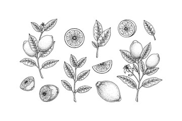 Wall Mural - Hand drawn set of lemon design elements. Whole lemon, slice, branch with flower and leaves. Vector illustration in sketch style. Immunity booster plant.