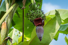 Cluster Of Bananas With Flower Hanging On Tree, Hsipaw, Myanmar