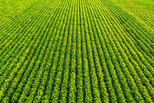 Soybean Field With Rows Of Soya Bean Plants. Aerial View