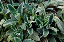 Green Young Leaves Of Lamb Ears (stachys Byzantina / Stachys Lanata / Stachys Olympica / Woolly Hedgenettle), Flower Bed. Blur