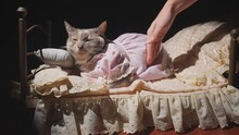 This Video Shows Anonymous Hands Trying To Wake Up A Sleepy, Lazy Cat And Get Her Out Of Her Pink, Frilly Mini Cat Bed.