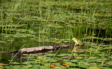 Green Frog On A Log In A Pond Full Of Green Lily Pads.