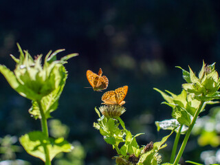 Wall Mural - butterfly on a flower