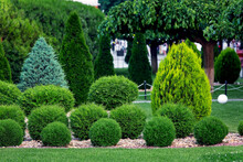 Landscape Bed Of Landscaped Park Growth By Row Arborvitae Bushes By Eco Rock Mulch Path On A Spring  Day Yard Details With Green Lawn And Trees, Nobody.