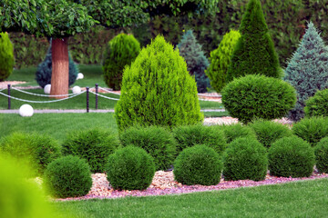 Wall Mural - Landscape bed of garden with row growth arborvitae bushes by natural rock mulch way on a day spring yard details with green lawn and trees, nobody.